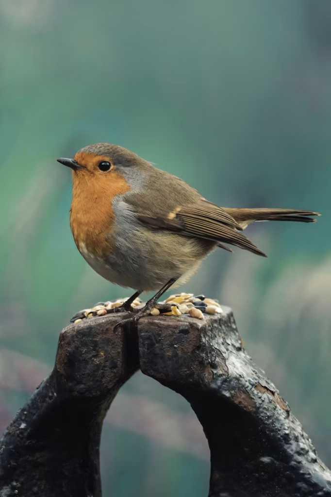Vlieg met de vogels